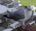 gull