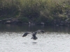 Cormorant